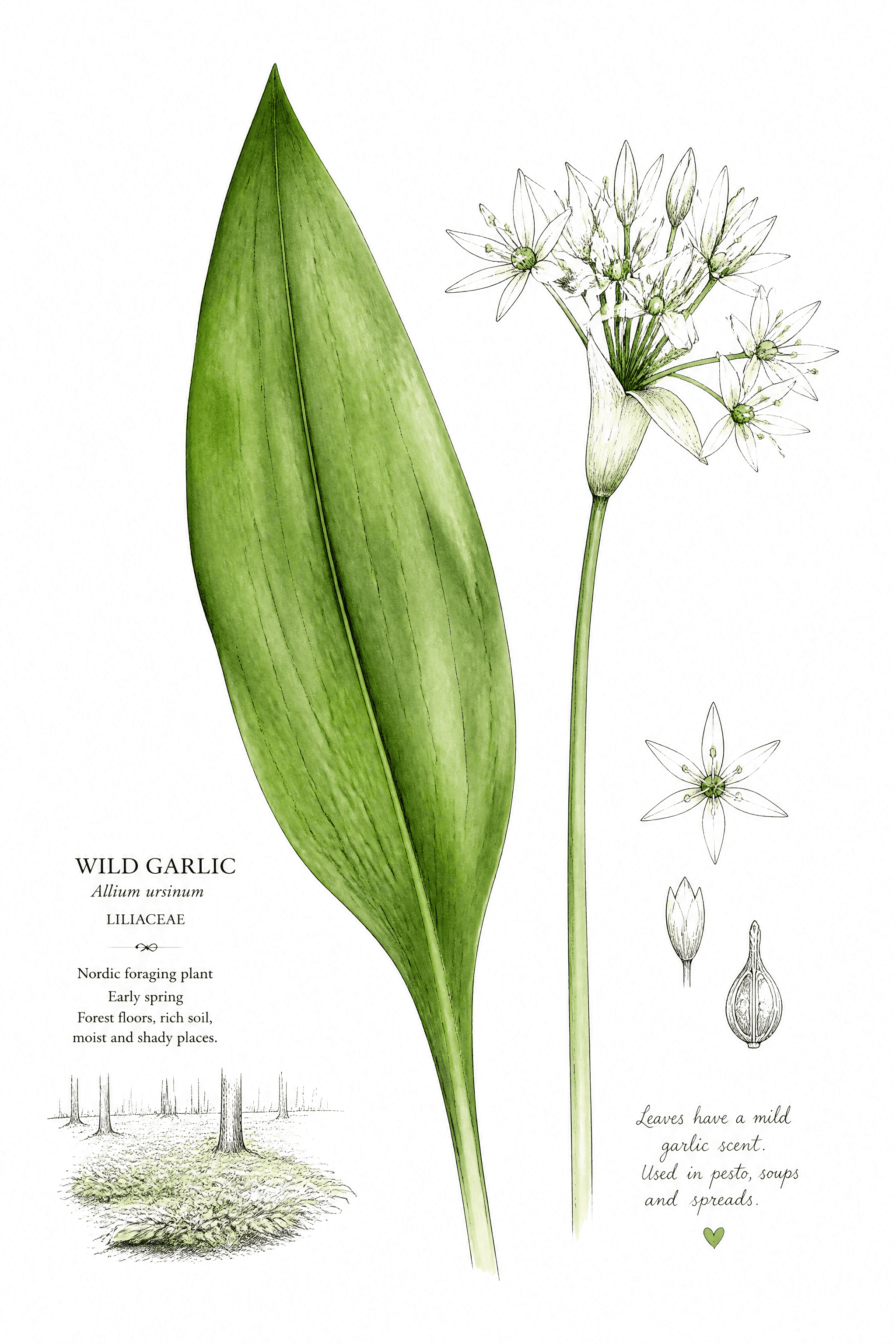 Affiche Ail des Ours Culinaire — grande feuille botanique de cueillette