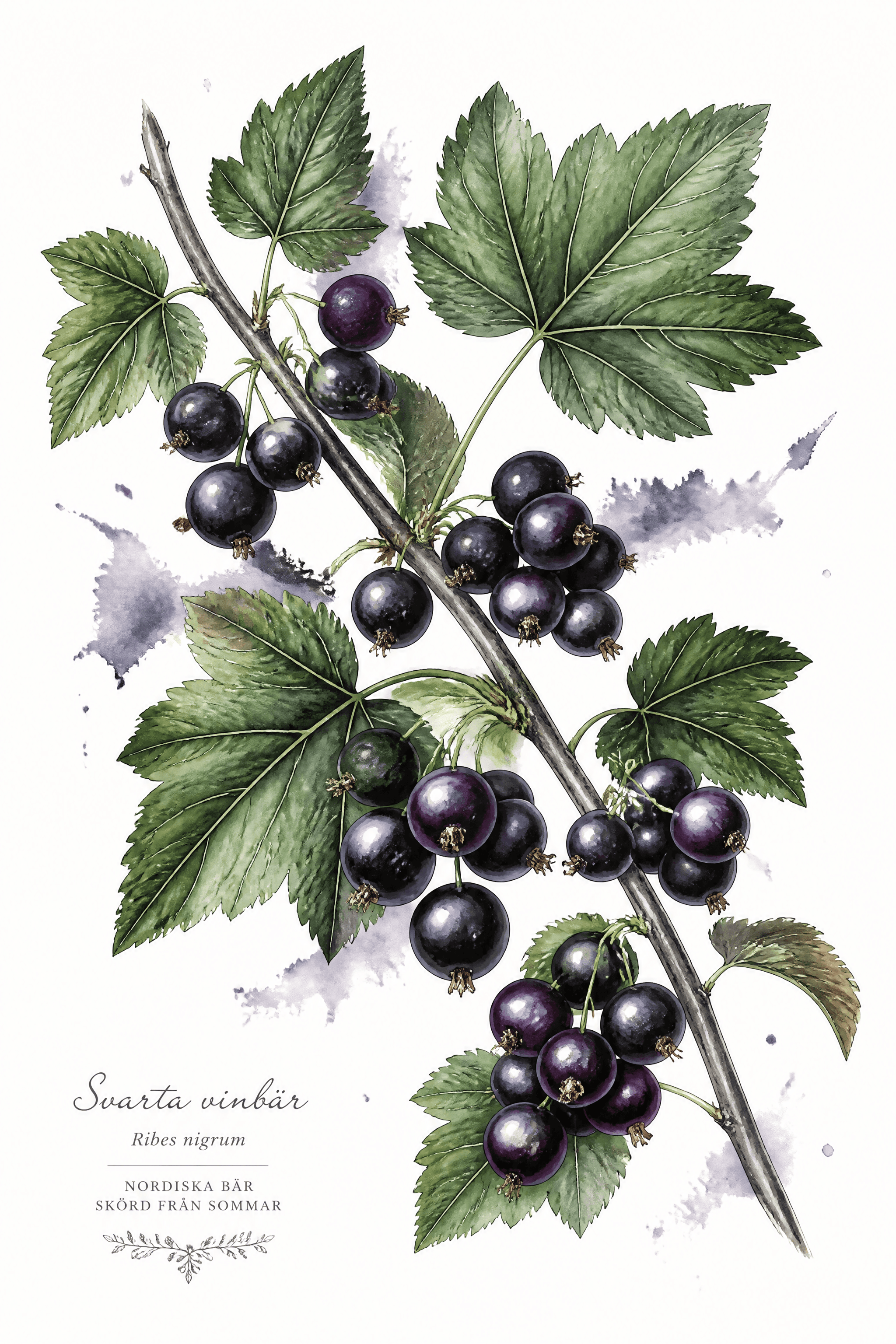 Affiche Cassis — grappe botanique baies nordiques violettes