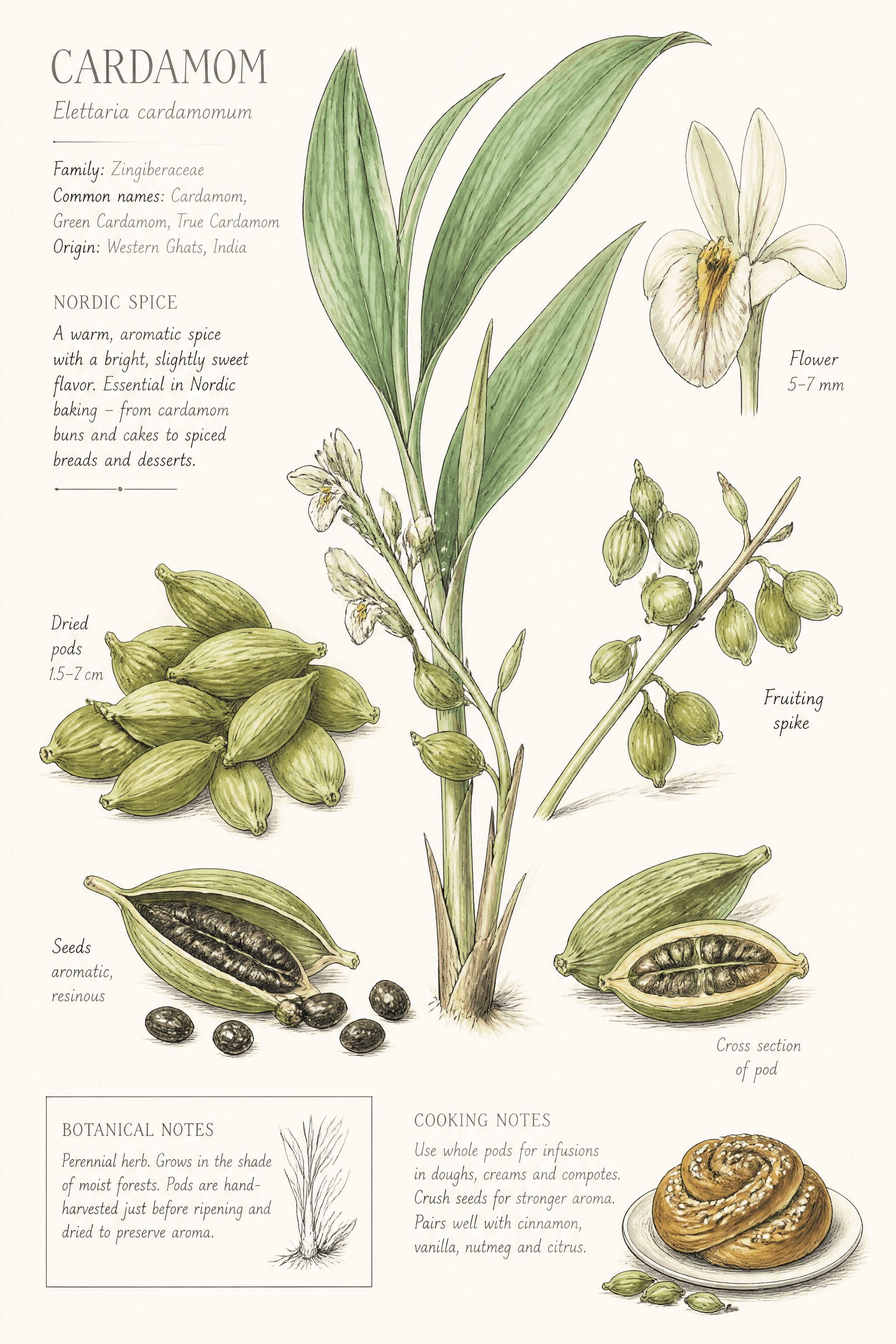 Affiche Cardamome — épice botanique essentielle de la pâtisserie nordique