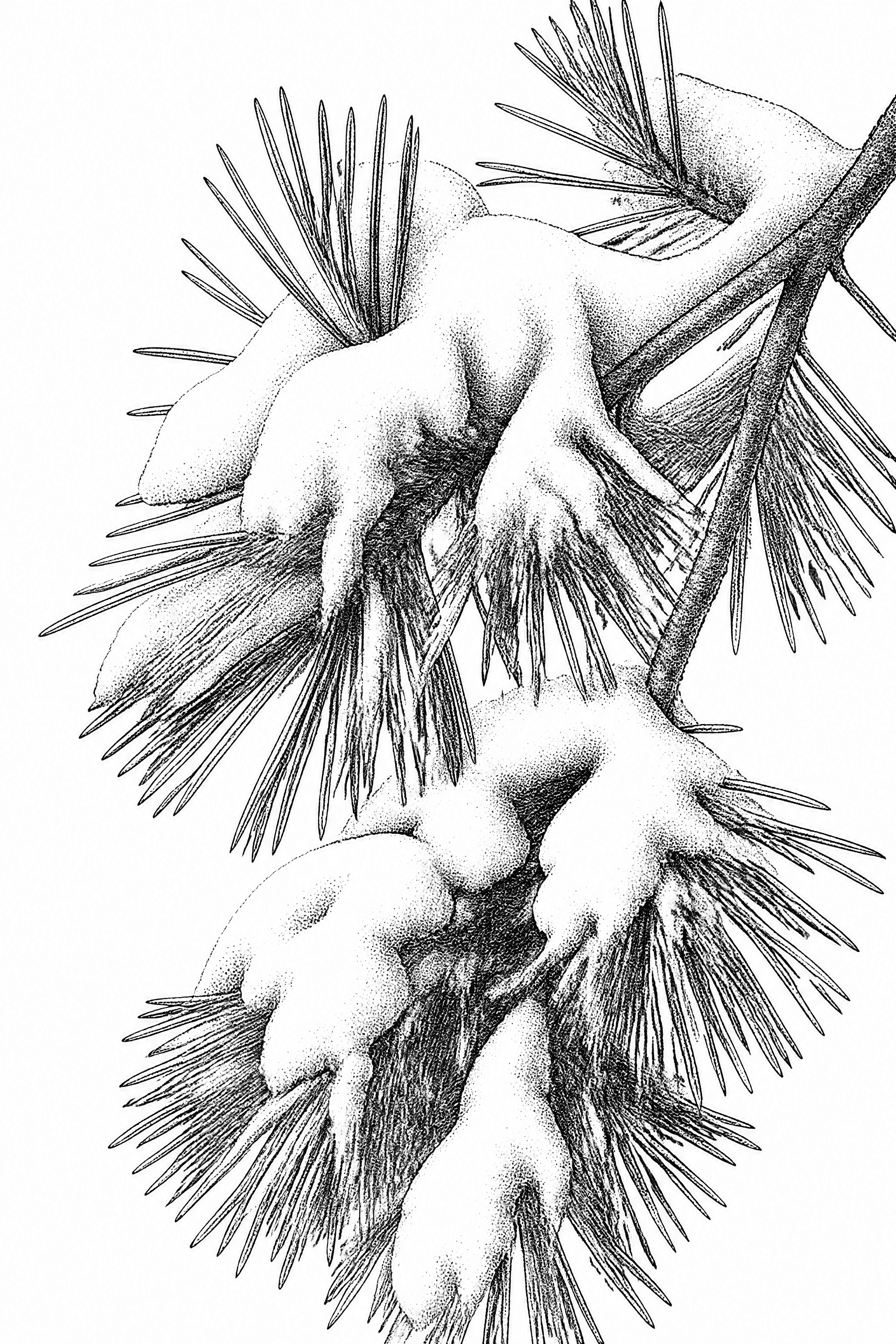 Affiche Branches Enneigées — pointillisme encre sur blanc pur
