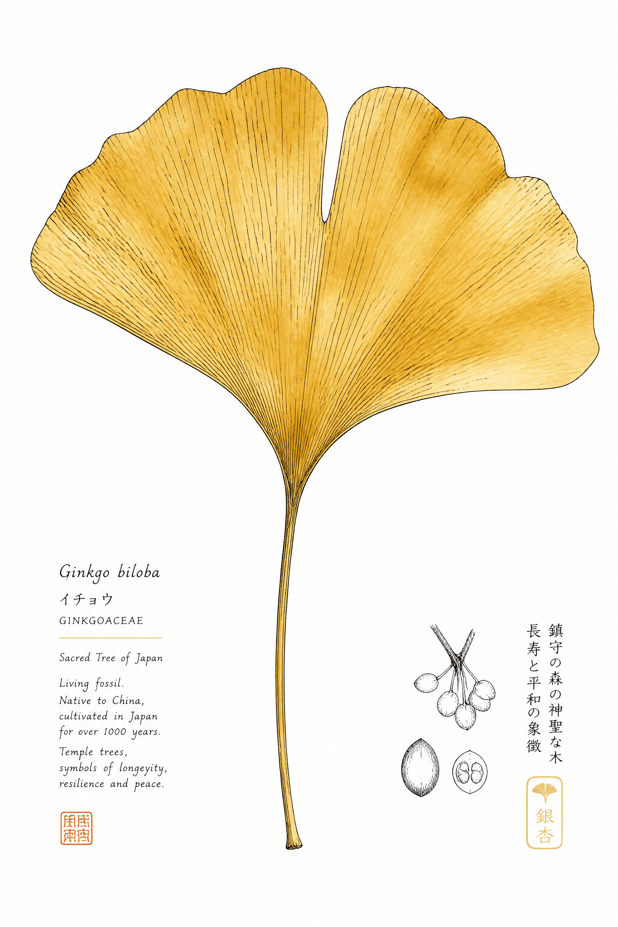 Affiche Feuille de Ginkgo — étude botanique encre et or