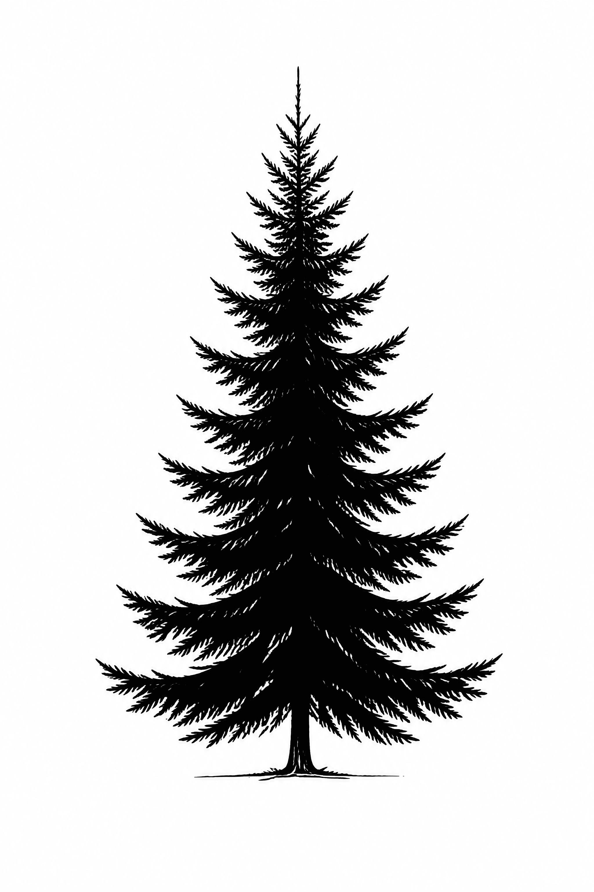 Affiche Épicéa Silhouette — conifère nordique minimaliste encre